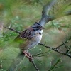 Strnadec ranni - Zonotrichia capensis - Rufous-collared Sparrow o3180